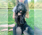 Small Photo #15 Goldendoodle Puppy For Sale in FORT MILL, SC, USA