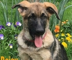 Small German Shepherd Dog