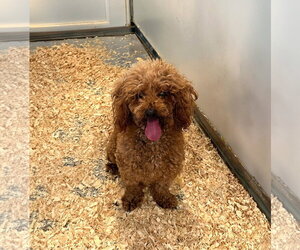 Poodle (Miniature)-Unknown Mix Dogs for adoption in Unionville, PA, USA
