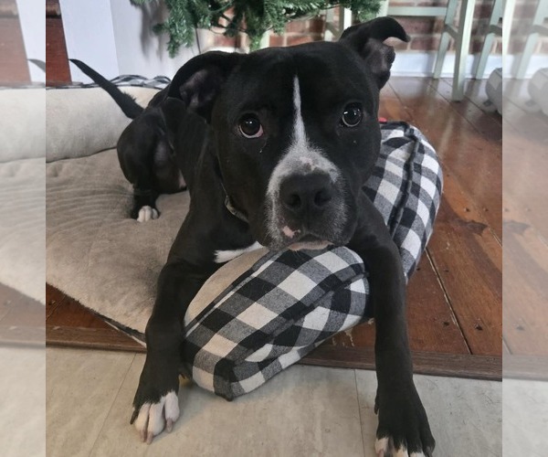 Medium Photo #8 American Bulldog-Unknown Mix Puppy For Sale in New Oxford , PA, USA