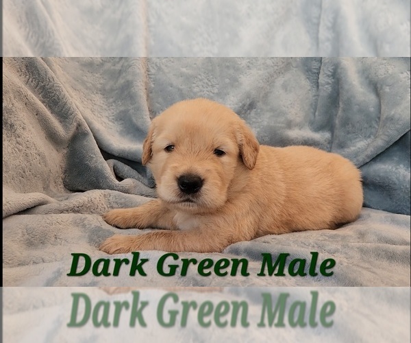 Medium Photo #19 Golden Retriever Puppy For Sale in CRAWFORDVILLE, FL, USA