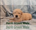 Small Photo #19 Golden Retriever Puppy For Sale in CRAWFORDVILLE, FL, USA
