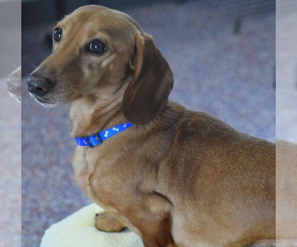 Medium Photo #4 Dachshund Puppy For Sale in Shelbyville, TN, USA