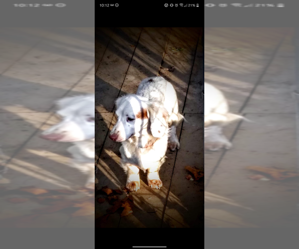 Medium Photo #1 Dachshund Puppy For Sale in SCOTTSBORO, AL, USA