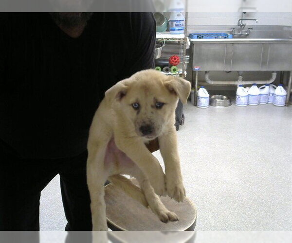 Medium Photo #1 German Shepherd Dog-Unknown Mix Puppy For Sale in Pasadena, TX, USA