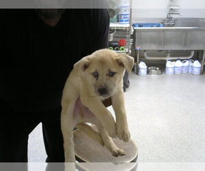 German Shepherd Dog-Unknown Mix Dogs for adoption in Pasadena, TX, USA