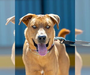 Labrador Retriever-Unknown Mix Dogs for adoption in San Diego, CA, USA