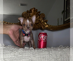 Small #5 Chihuahua