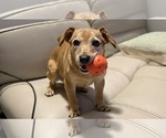 Small #5 Dachshund Mix