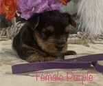 Small Photo #13 Yorkshire Terrier Puppy For Sale in MERCED, CA, USA