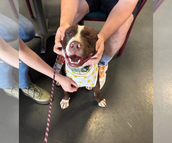 Medium Photo #10 Labrador Retriever-Staffordshire Bull Terrier Mix Puppy For Sale in Cave Creek, AZ, USA