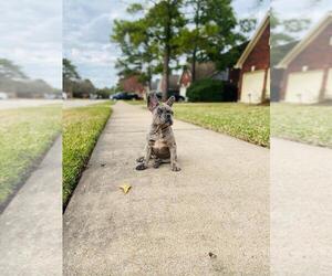 French Bulldog Puppy for sale in HOUSTON, TX, USA