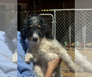 Bernedoodle Puppy for sale in BROADWAY, NC, USA