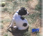 Small Photo #24 English Springer Spaniel Puppy For Sale in LINCOLN, NE, USA