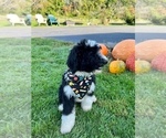 Small Photo #8 Bernedoodle Puppy For Sale in FLEMINGTON, NJ, USA