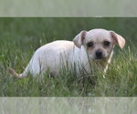 Small #7 Chihuahua