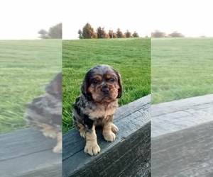 Cocker Spaniel Litter for sale in SHIPSHEWANA, IN, USA