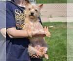 Small #2 Cairn Terrier Mix