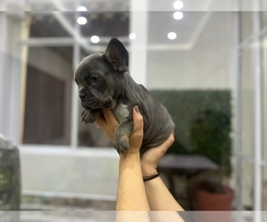 French Bulldog Puppy for sale in JOHNSTON, RI, USA
