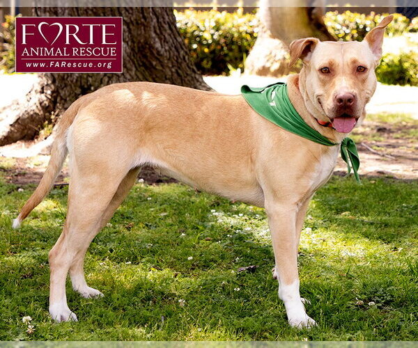 Medium Photo #2 Labrador Retriever-Pharaoh Hound Mix Puppy For Sale in Marina del Rey, CA, USA
