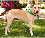 Small #1 Labrador Retriever-Pharaoh Hound Mix