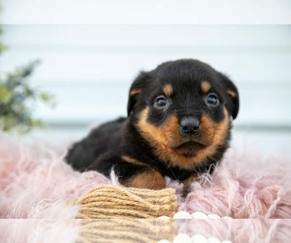 Medium Photo #33 Rottweiler Puppy For Sale in BRYANT, IN, USA