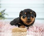Small Photo #33 Rottweiler Puppy For Sale in BRYANT, IN, USA