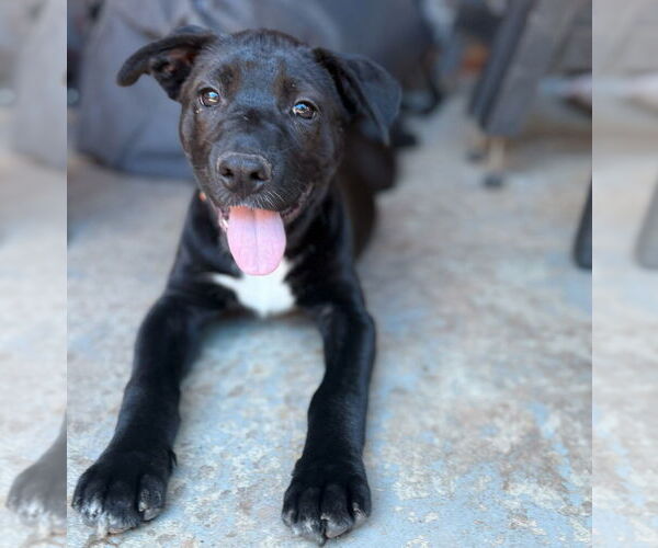 Medium Photo #18 Labrador Retriever-Unknown Mix Puppy For Sale in OKLAHOMA CITY, OK, USA