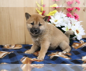 Shiba Inu Puppy for sale in SHILOH, OH, USA