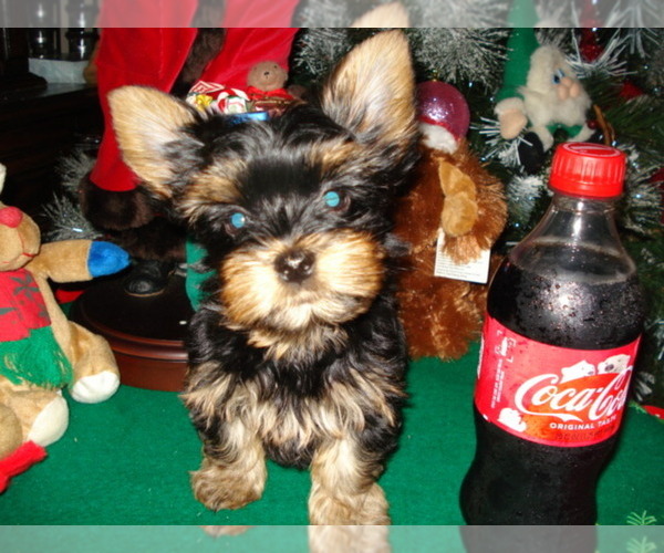 Medium Photo #3 Yorkshire Terrier Puppy For Sale in BETHLEHEM, GA, USA