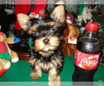 Small Photo #3 Yorkshire Terrier Puppy For Sale in BETHLEHEM, GA, USA