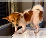 Small #4 Chihuahua