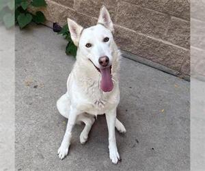 Siberian Husky-Unknown Mix Dogs for adoption in Aurora, IL, USA