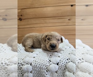 Golden Retriever Puppy for sale in WILLIAMSTOWN, KY, USA