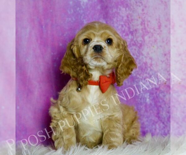 Medium Photo #6 Cocker Spaniel Puppy For Sale in WARSAW, IN, USA