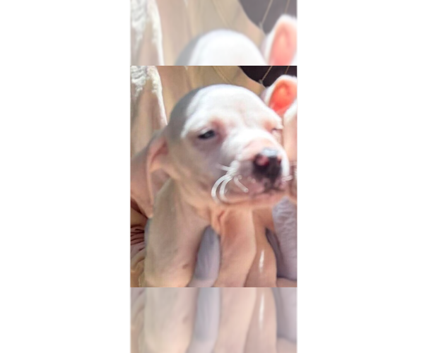 Medium Photo #1 Mutt Puppy For Sale in New York, NY, USA