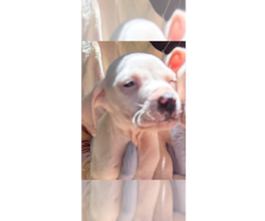 Mutt Dogs for adoption in New York, NY, USA