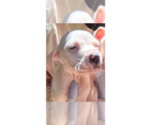 Small Mutt