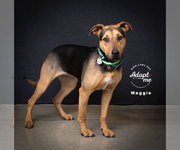 Medium Photo #5 Mutt Puppy For Sale in Salt Lake City, UT, USA