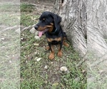 Small Photo #9 Rottweiler Puppy For Sale in COLUMBIA, TN, USA