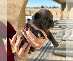 Medium French Bulldog