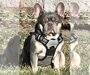 Mother of the French Bulldog puppies born on 06/04/2025