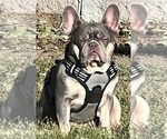 Small Photo #1 French Bulldog Puppy For Sale in FONTANA, CA, USA