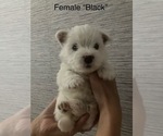 Small #7 West Highland White Terrier