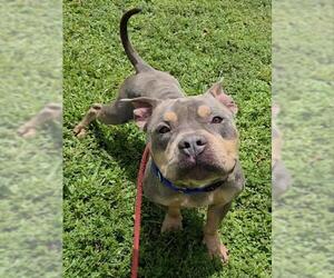 Staffordshire Bull Terrier-Unknown Mix Dogs for adoption in Fort Lauderdale, FL, USA