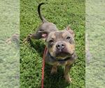 Small Staffordshire Bull Terrier Mix