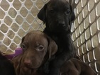 Small Photo #40 Vizsla-Weimaraner Mix Puppy For Sale in STANFORD, IL, USA