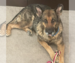 Small German Shepherd Dog