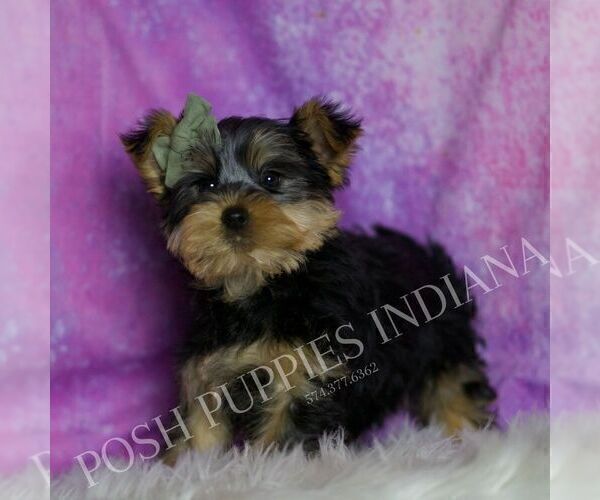 Medium Photo #3 Yorkshire Terrier Puppy For Sale in WARSAW, IN, USA