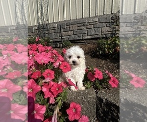 Bichon Frise Puppy for sale in FINDLAY, OH, USA